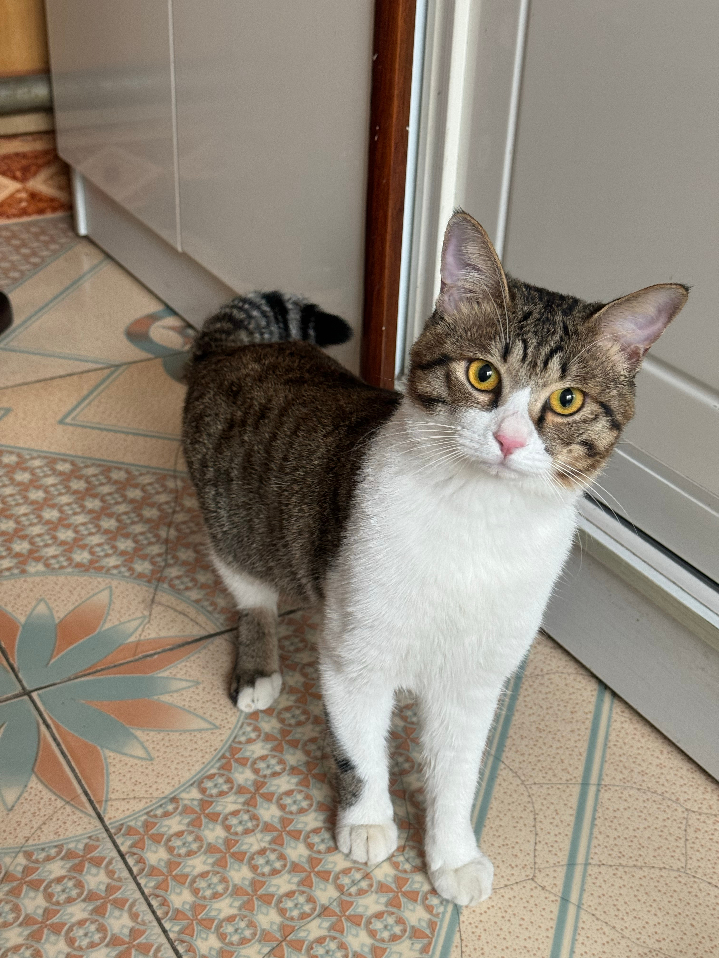 想你 我的小猫 妈妈想你