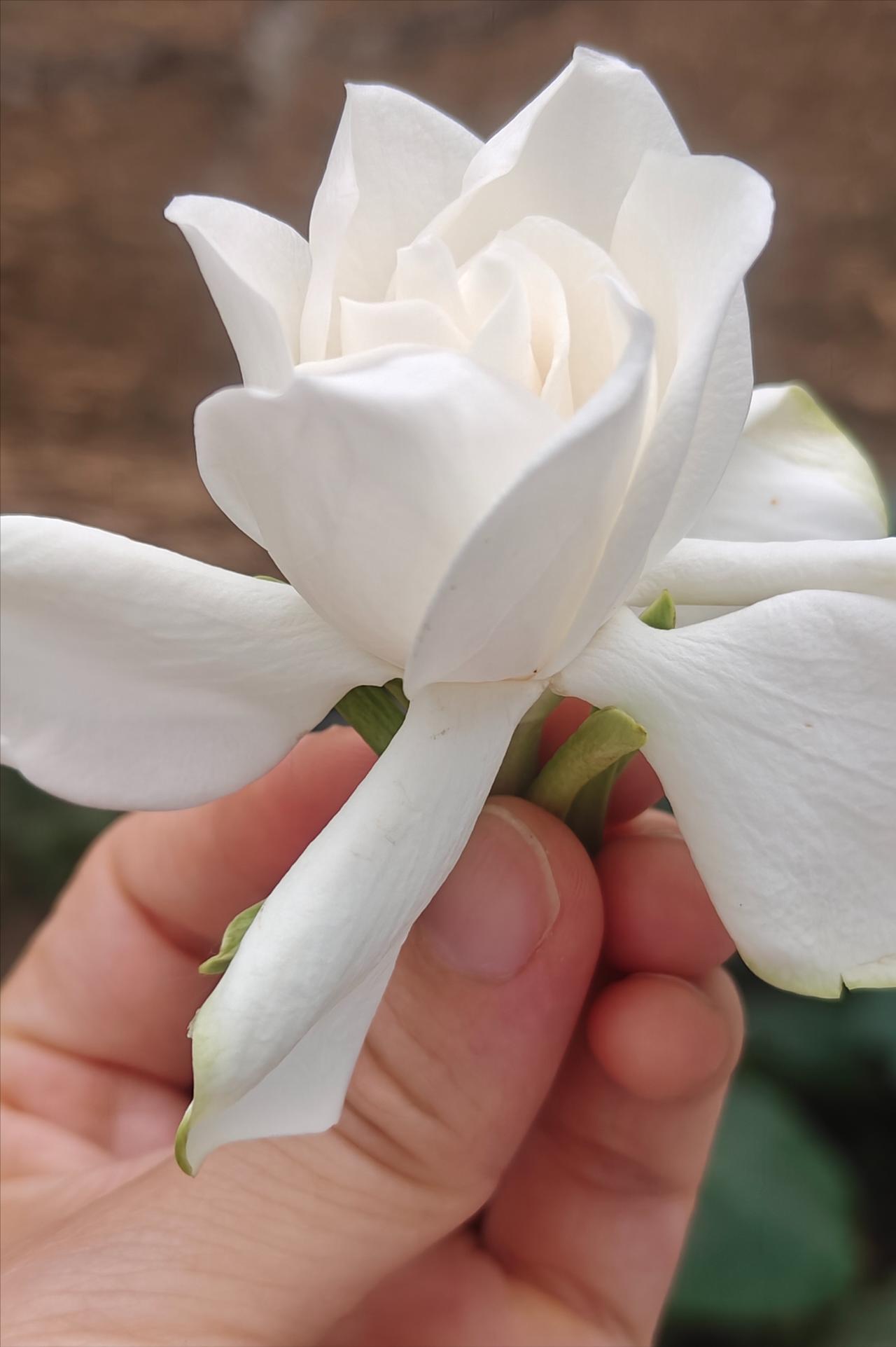 家里的栀子花开了，香喷喷！
只是栀子花太容易惹虫子，黑色的小虫子密密麻麻，必须得