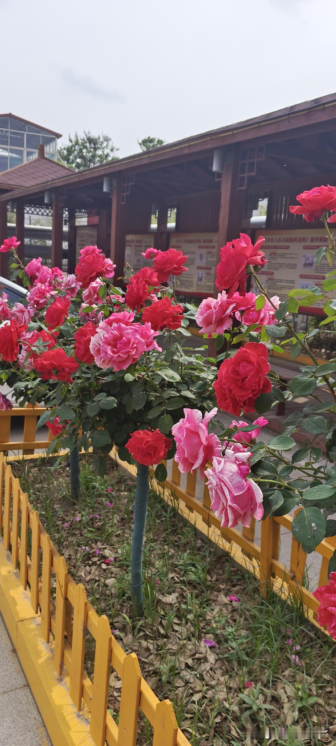 红粉花开映古亭，芳草萋萋映碧空。是不是很漂亮。