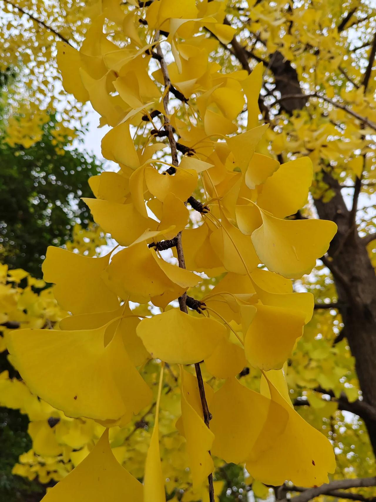 秋风萧瑟，黄叶渐起……
初冬前的杏叶 又到深秋赏叶时 秋风秋韵落叶美 秋叶又变黄