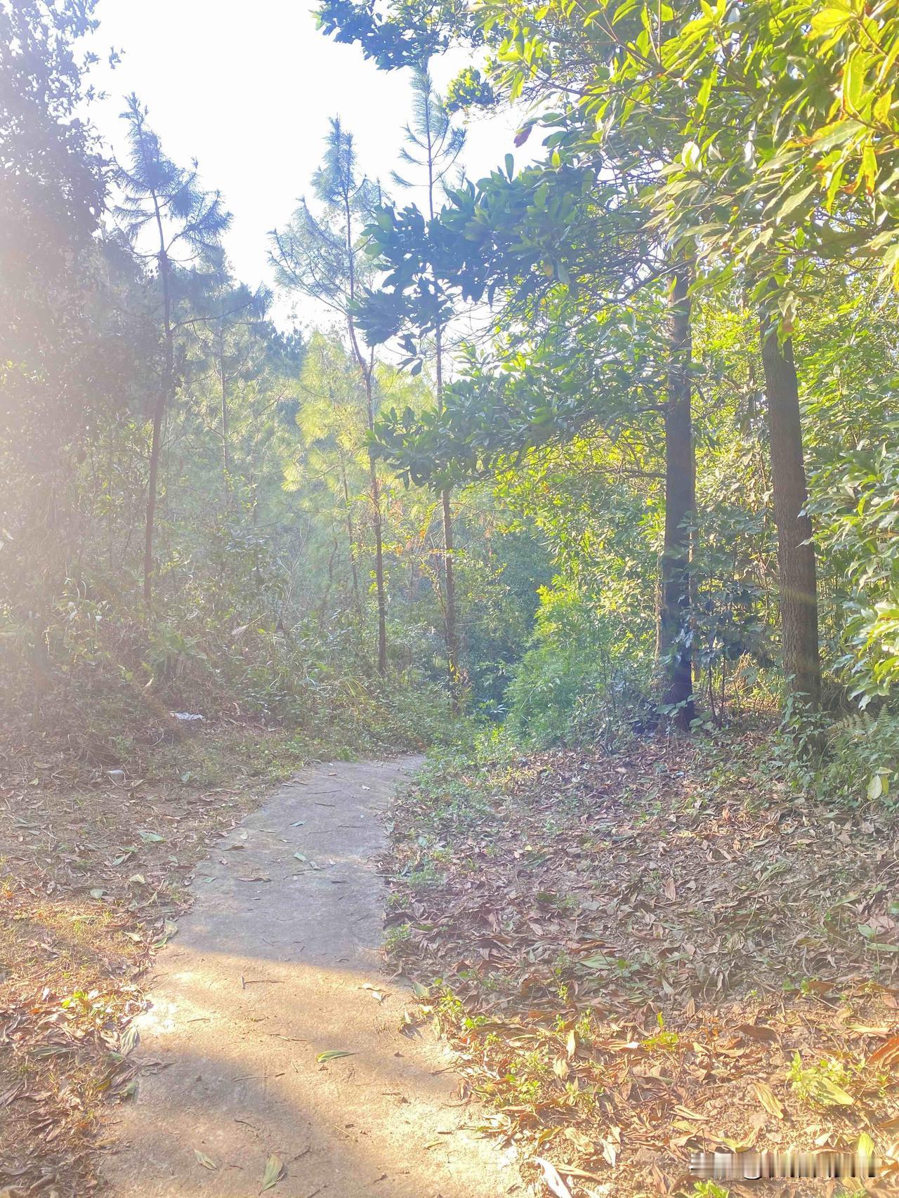 周围全是树的清香，还有风穿过叶子的沙沙声，连呼吸都觉得顺畅多了。小道弯弯绕绕的，