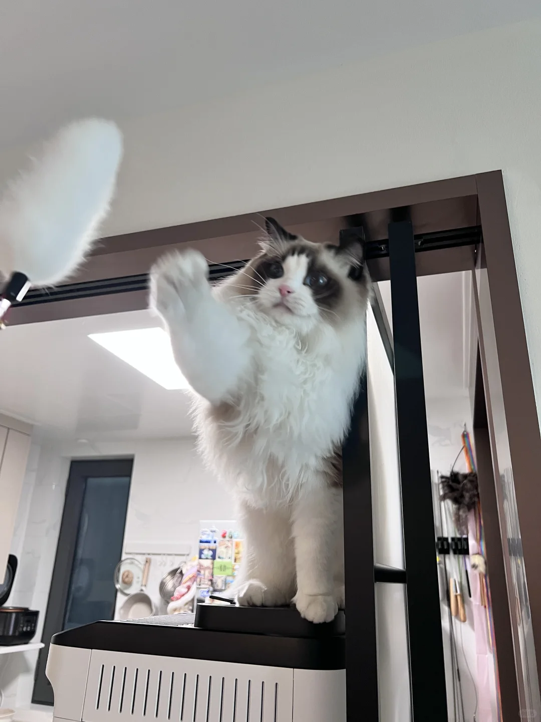 Hi Tiktok Refugee！This is my cat！