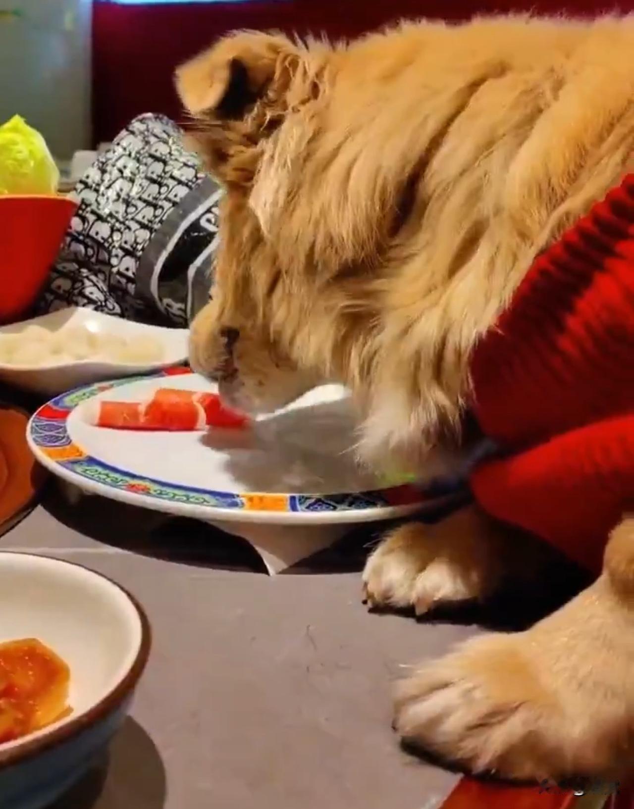 宠物能不能上使用饭店餐具
一直是个争议的话题
我个人觉得
要是如果自己家里面的话