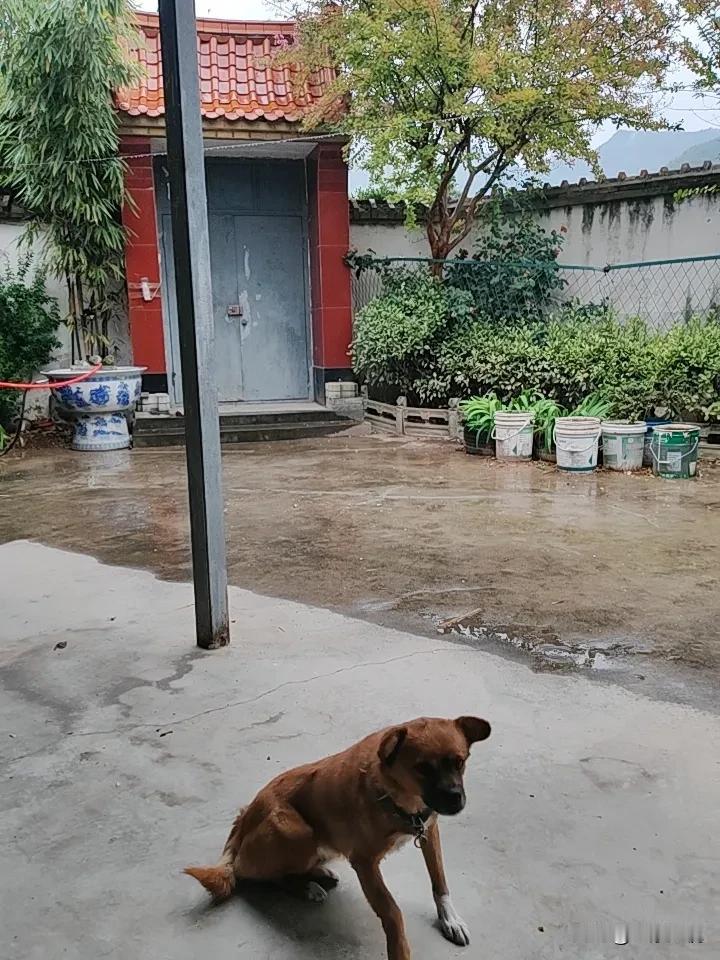 天水老家昨天下午就开始零零星星滴雨，早上五点半上卫生间，院子里整个是湿的，雨下大