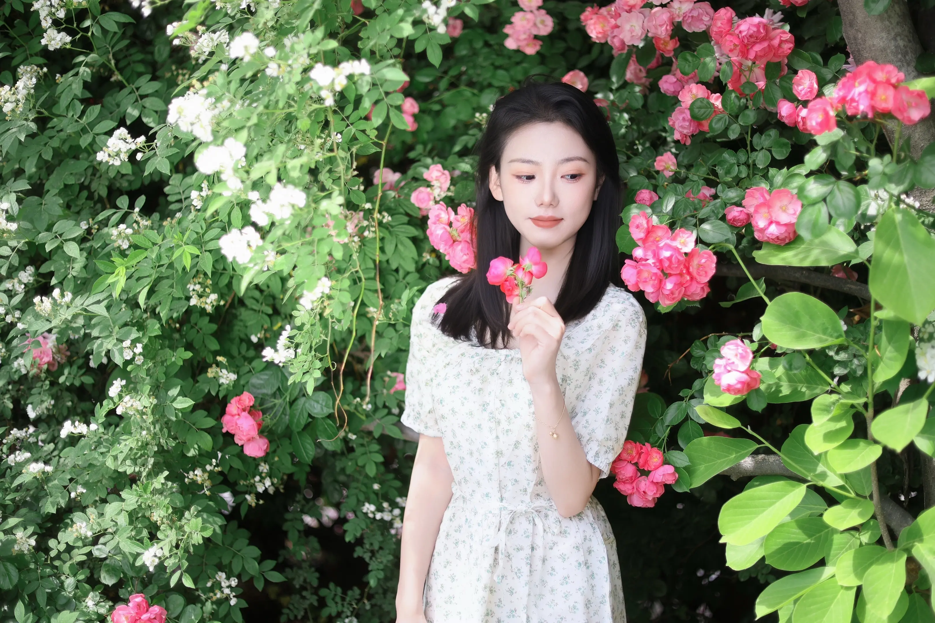 蔷薇花