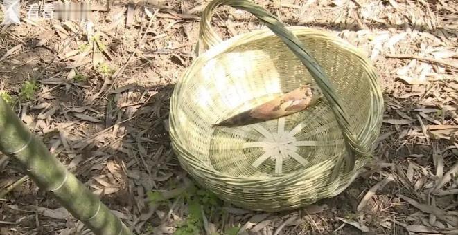 4月25日报道，重庆，一男子到景区游玩，他却不走寻常路，私自跑到旁边的竹林里，挖