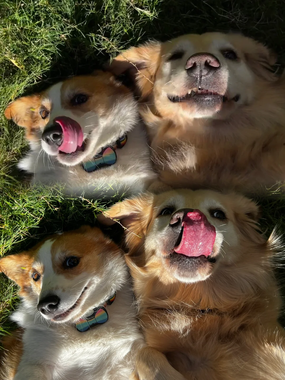 小狗版情侣头像😂