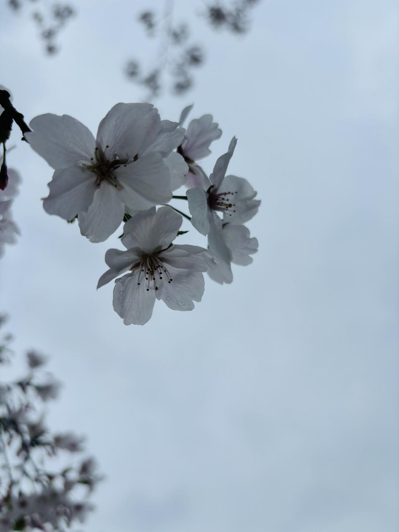 未来的婚姻会怎样？有人说只生孩子不领证的走婚模式，会成为一种趋势。

因为大家都