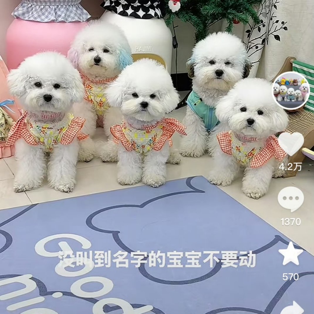 天生怒颜的小狗还以为在说我们家丧彪 ​​​