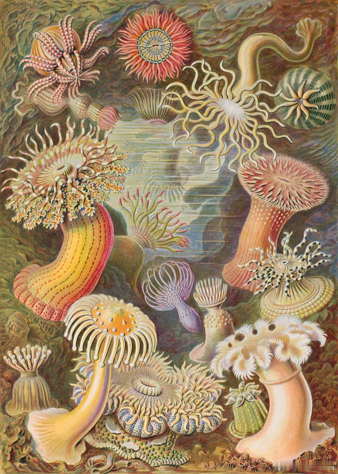 西洋历史文化鱼缸[超话] 历史知识 德国生物学家、艺术家恩斯特·海因里希·菲利普