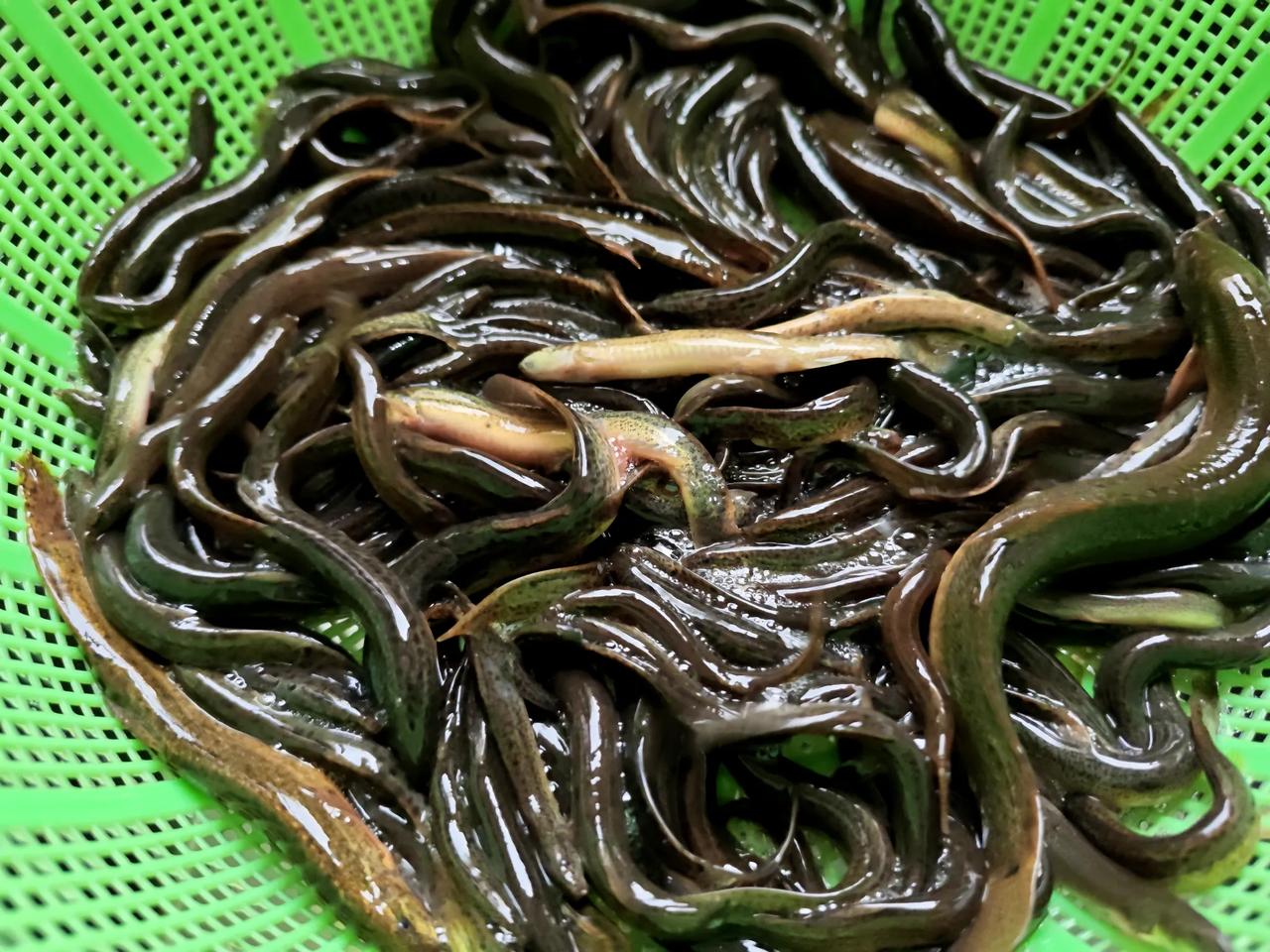 泥鳅
现在在农村，也很难吃到这么正宗的土泥鳅了。
五一回家，石头表弟送了他自己在