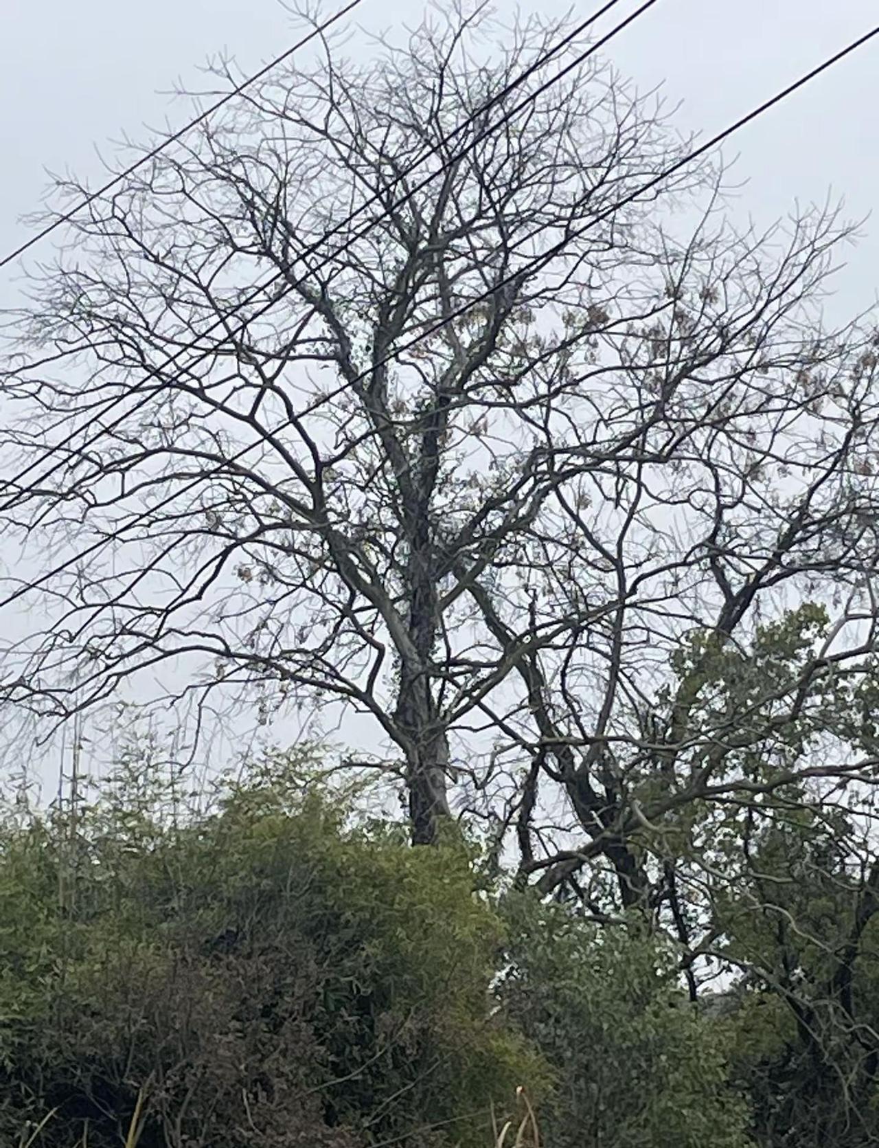 家乡 故土情 随手拍生活。走得再远，心还在家乡。我是不会离开我家乡的。