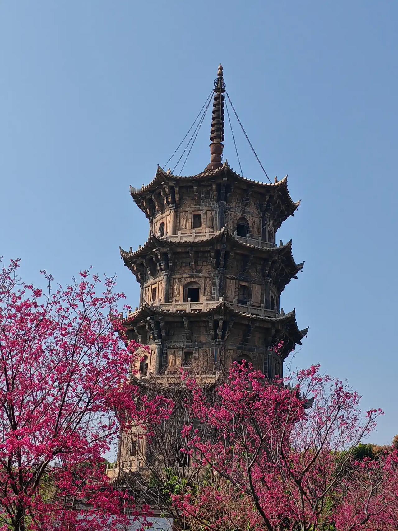 泉州开元寺的樱花季，简直是一场视觉盛宴！今年春节，我们一家人到了福建泉州游了开元