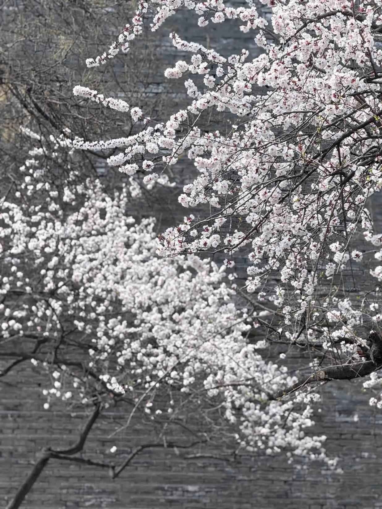 为何痛恨满清？因其所修的《明史》，历史上唯一一次自南向北的北伐大获全胜，却未获得