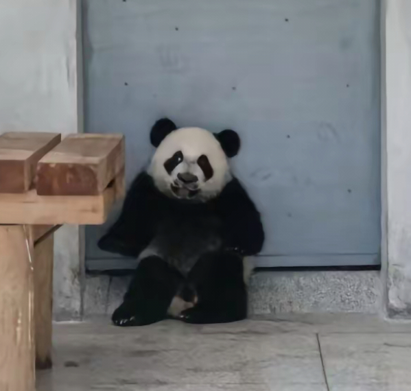 秦华小时候坐在门边的这图，人模人样的像做错事的小朋友。🐼 