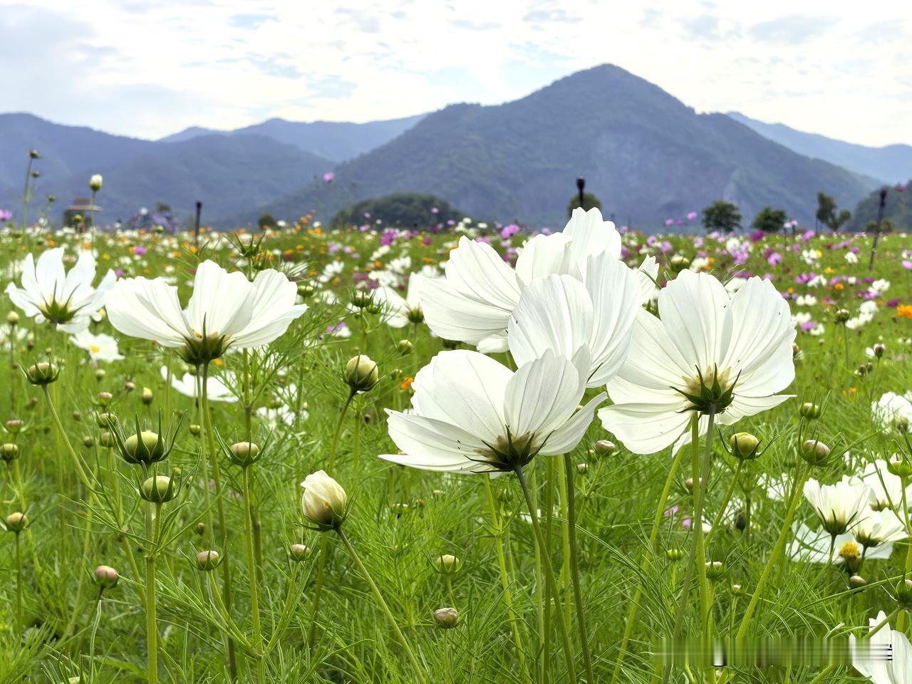 铜鉴湖花海随拍