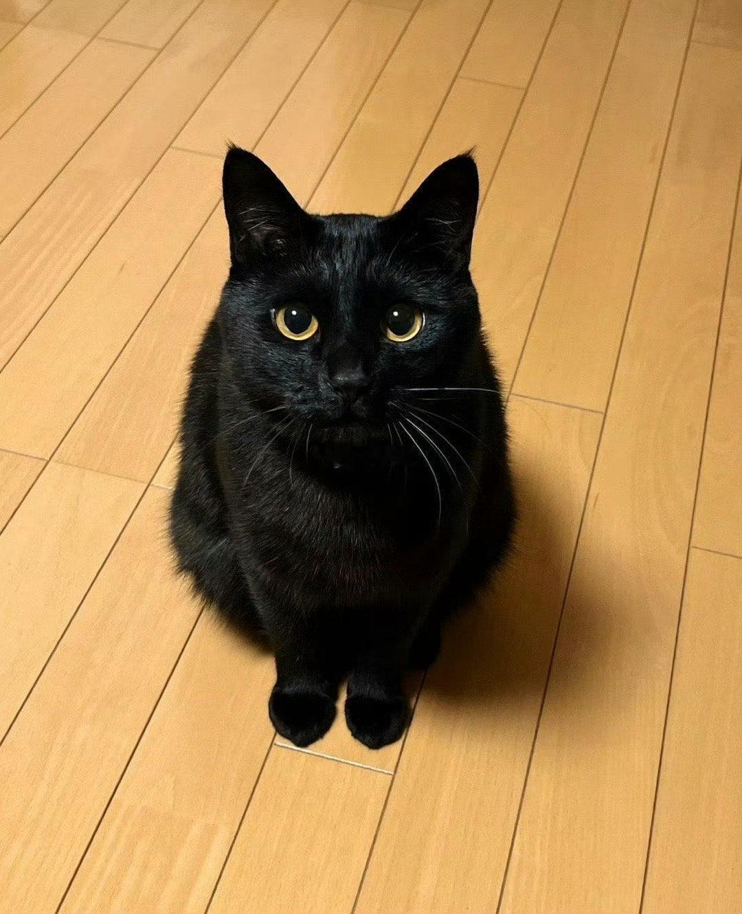 据说被黑猫看到会有好事发生！接！ ！ 