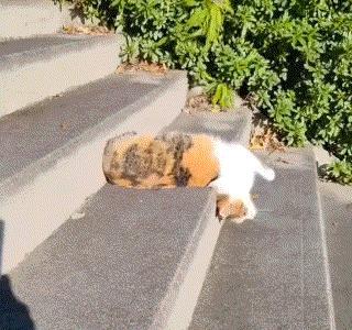 众所周知，猫是液体