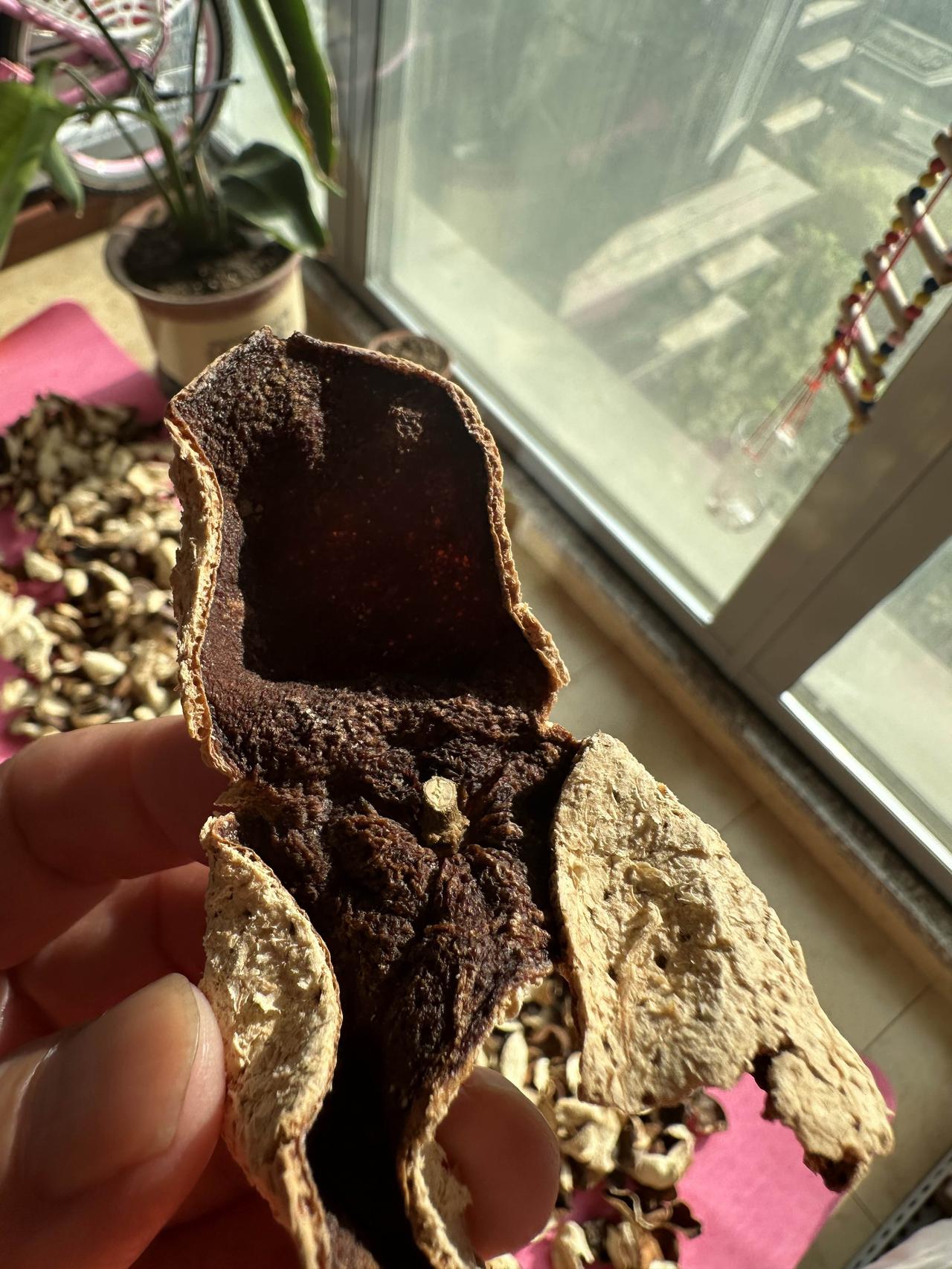 十年陈皮很多是机器制旧的，我买的当年新会的新皮，每年晒一次，已三年了，打开一看香
