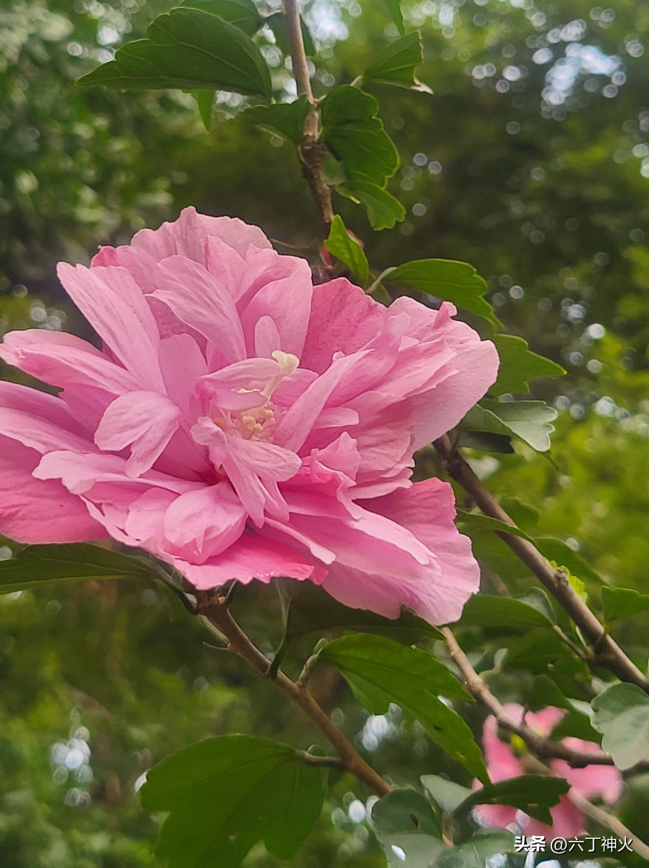 美丽的花儿总能让人心情愉悦。春日里，桃花粉嫩似霞，一朵挨着一朵挂满枝头，像一群娇