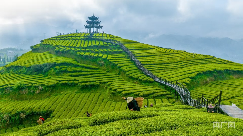 央广财评｜春茶吐翠 激活中国春日经济