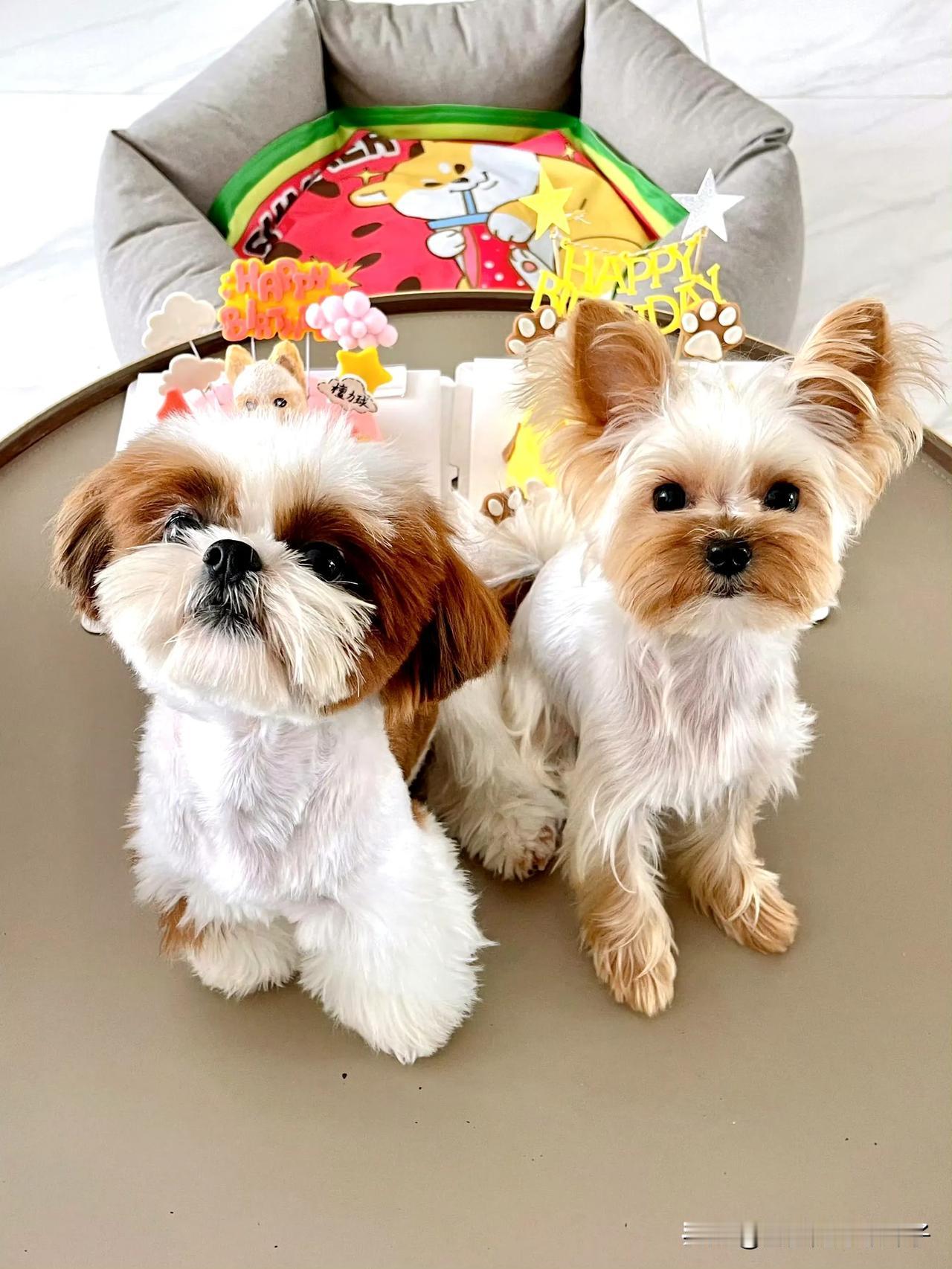 檀健次给狗儿子过生日比上班累，称四岁生日想去大自然里玩耍，真是个负责任的老父亲，