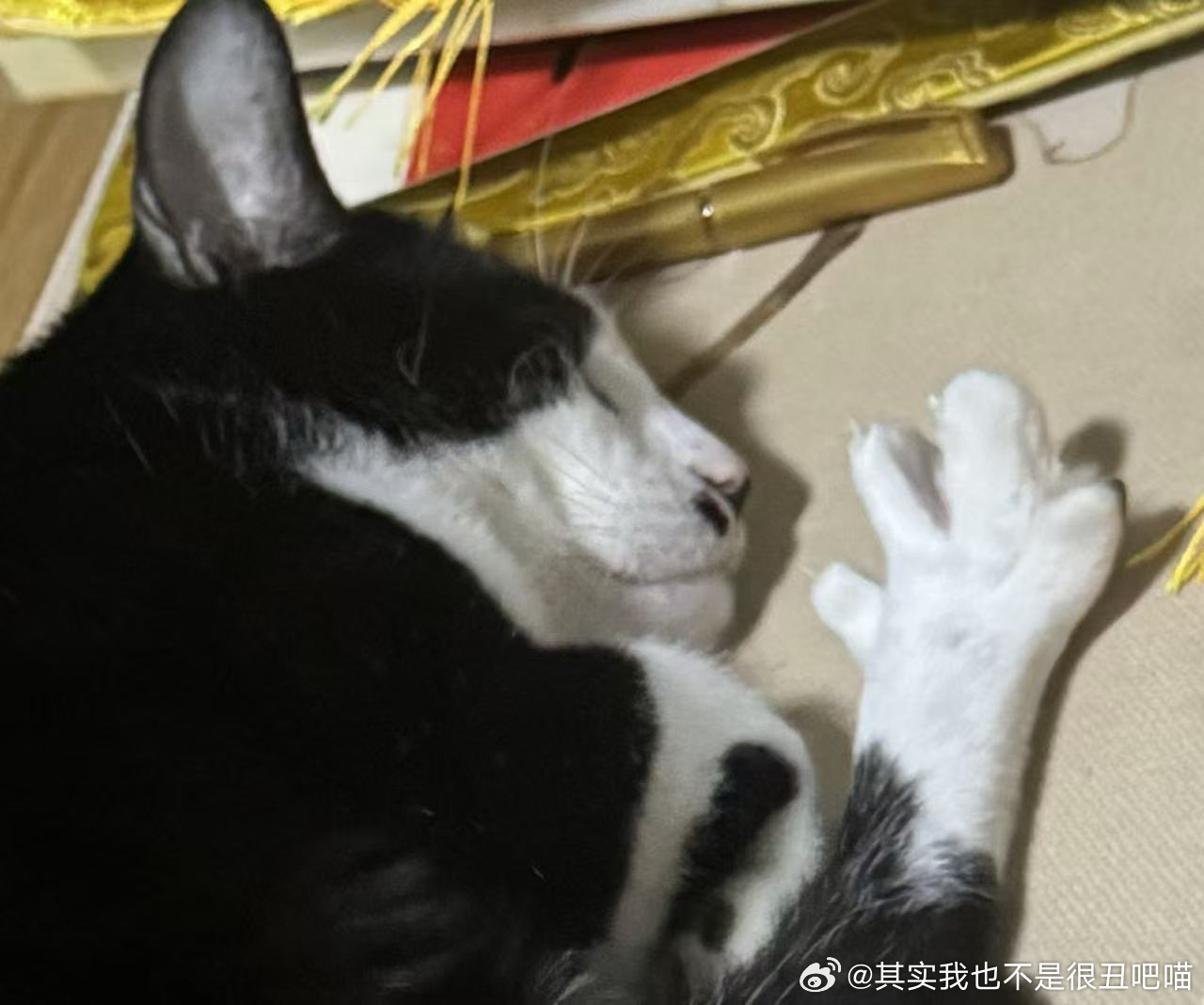 50001【丑猫】太丑了 