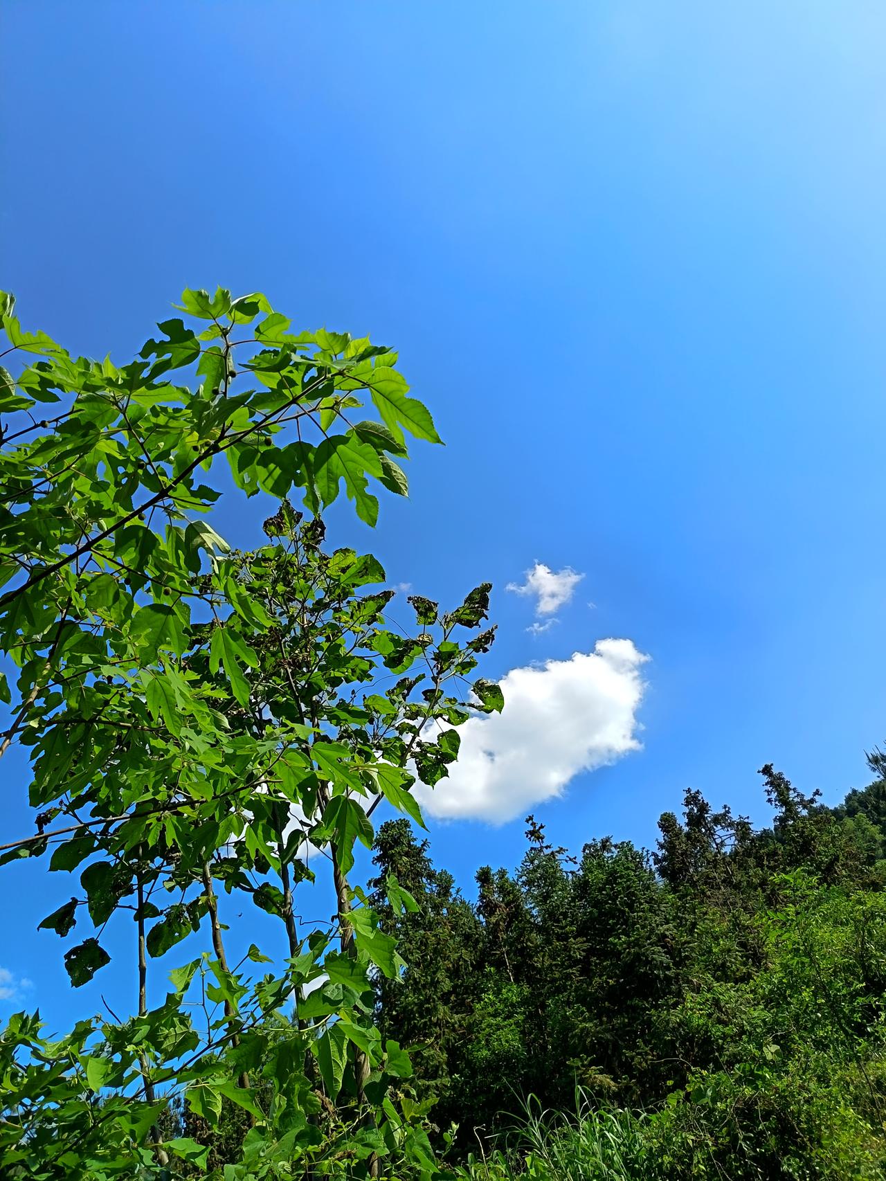 没事多去山上转转，多看看花草树木，看看蓝天白云，你会发现蓝天竟然如此的蓝，白云如