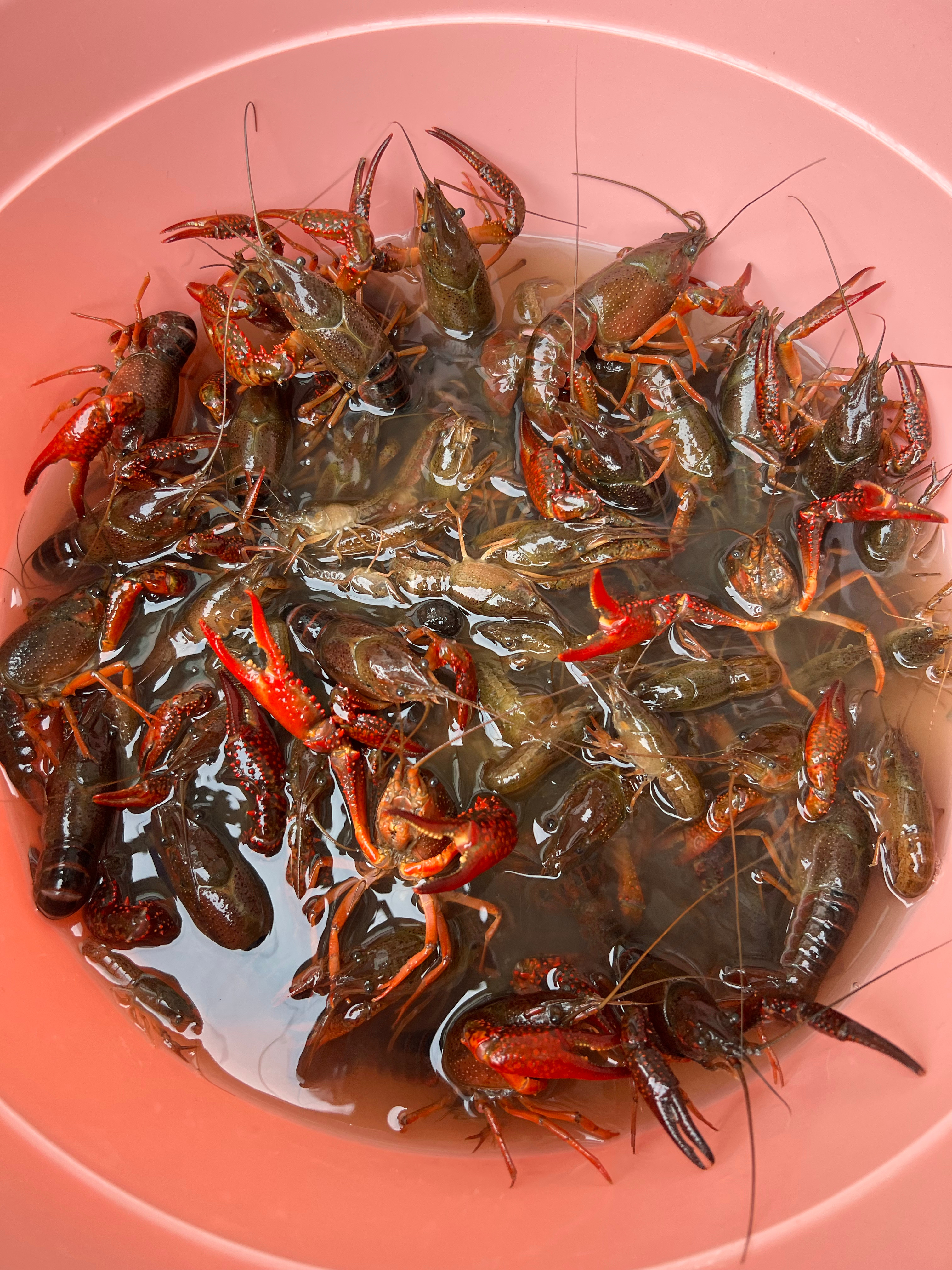 小龙虾的季节到了不可辜负的美食生活手记五一