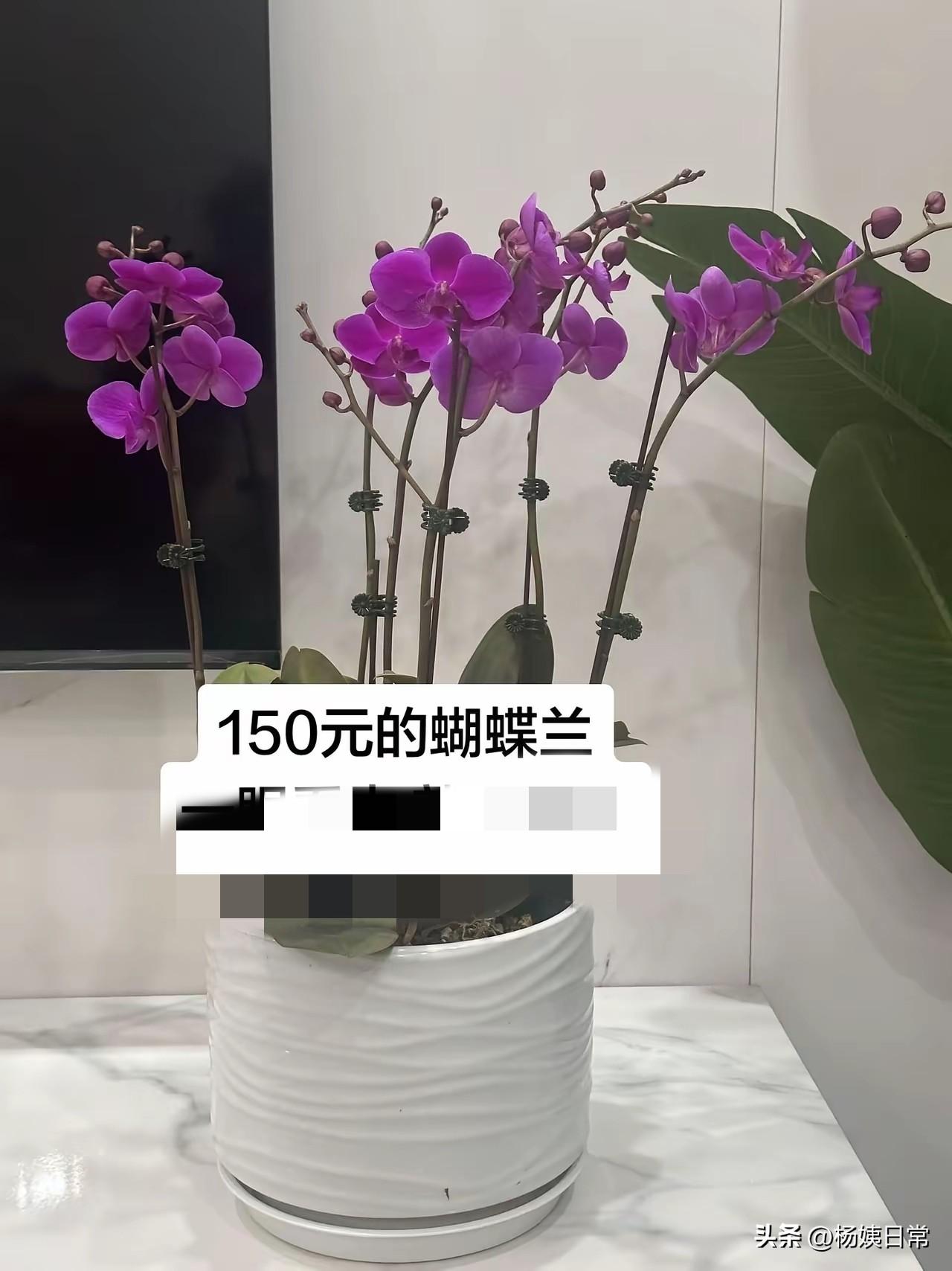 今天在网上有人发头条，说这盆蝴蝶兰，150块，我数了一下这盆蝴蝶兰才5支，而且花