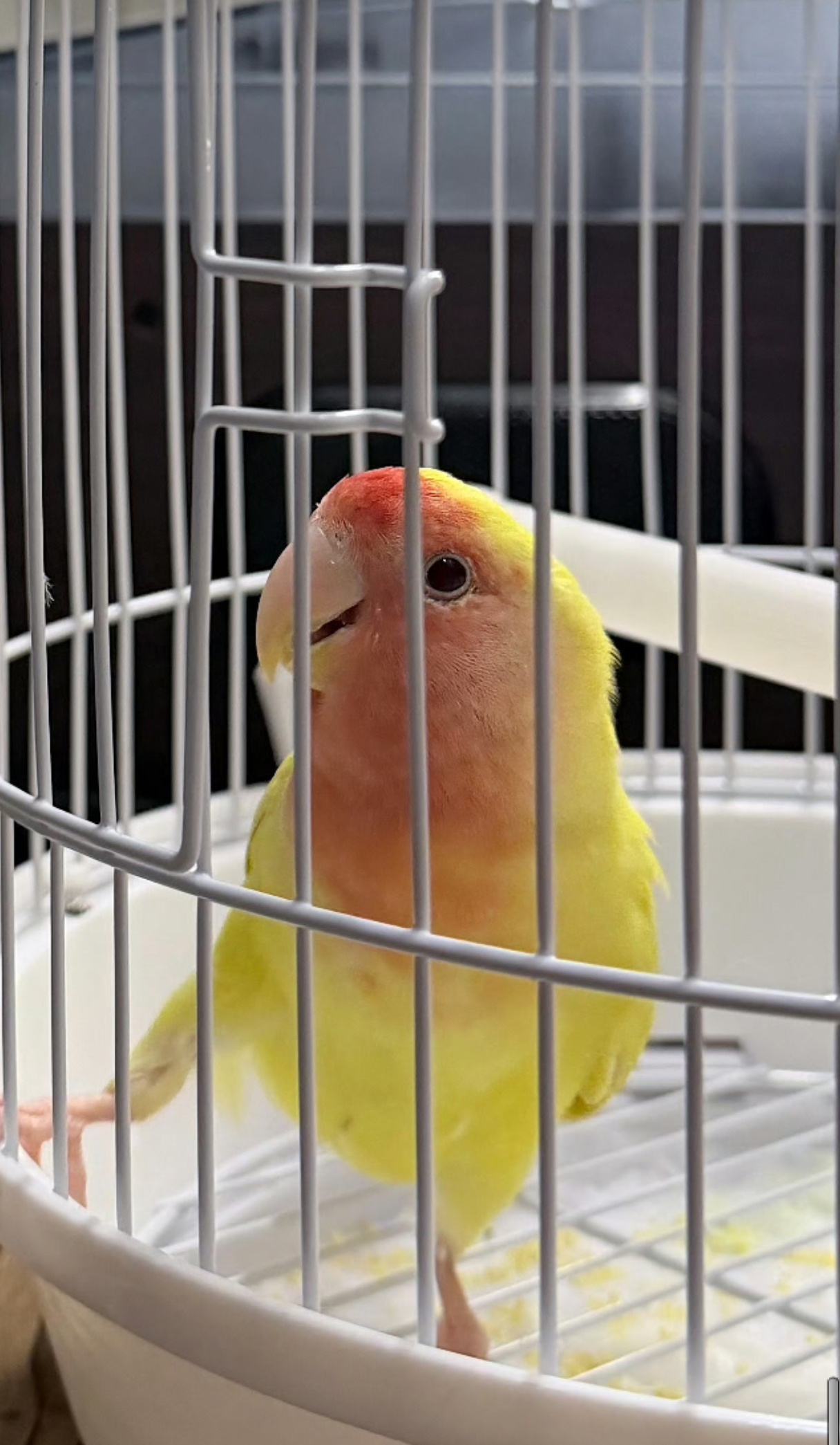 记得21年的时候就说要养只鸟，叫八哥，后面没养成，把自己的转运竹取名“八哥”代替