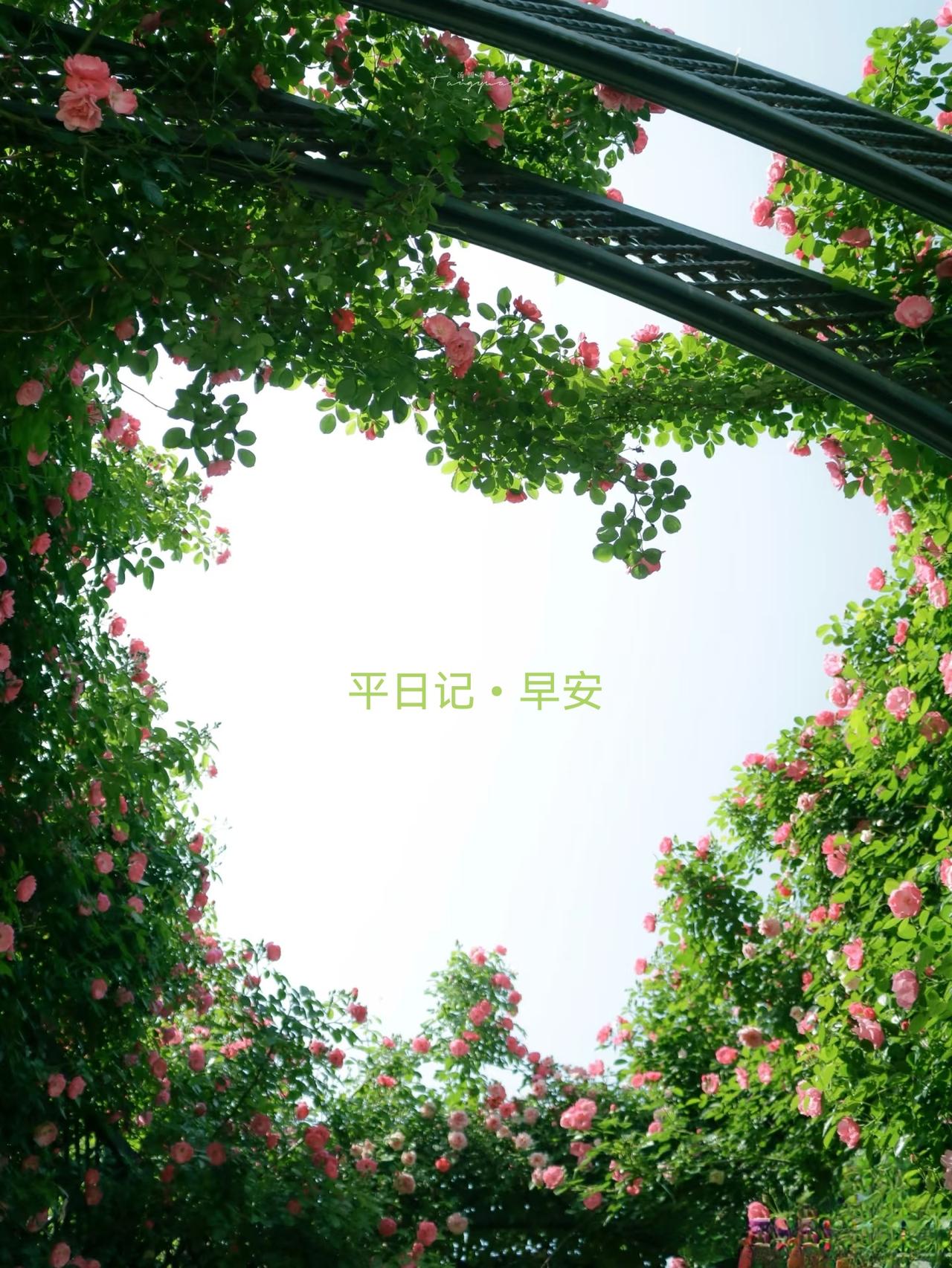 平日记•早安

看到一段滋养的话：

自然当中的好东西都是缓慢的。

太阳一点点