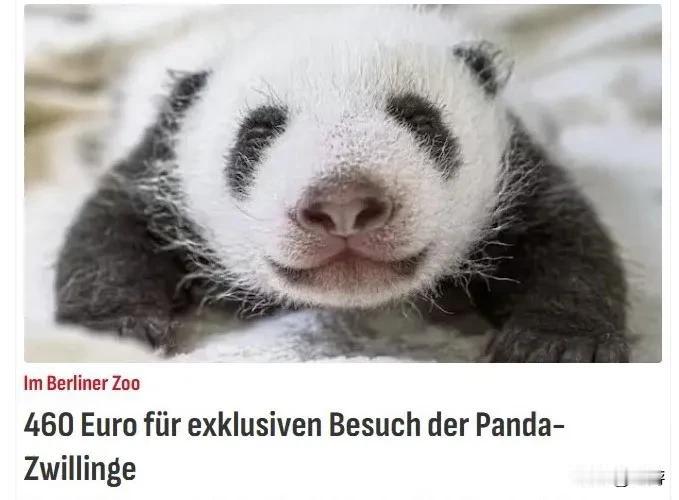 大熊猫幼崽摇身一变成柏林动物园的摇钱树！在柏林动物园出生的大熊猫双胞胎即将与世人