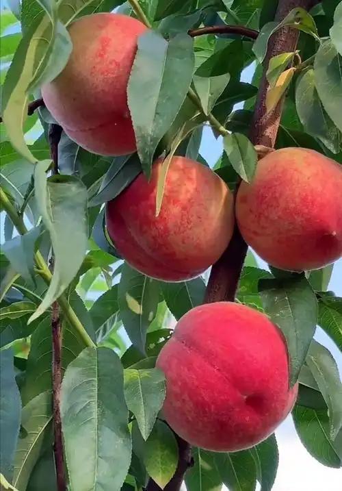 上联：春归花满树
下联：秋来果盈枝