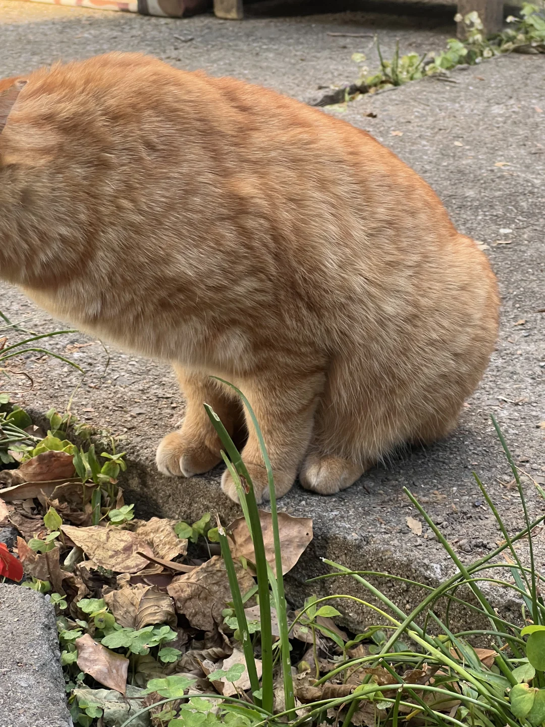 脚上好，请大家吃黄金小馒头