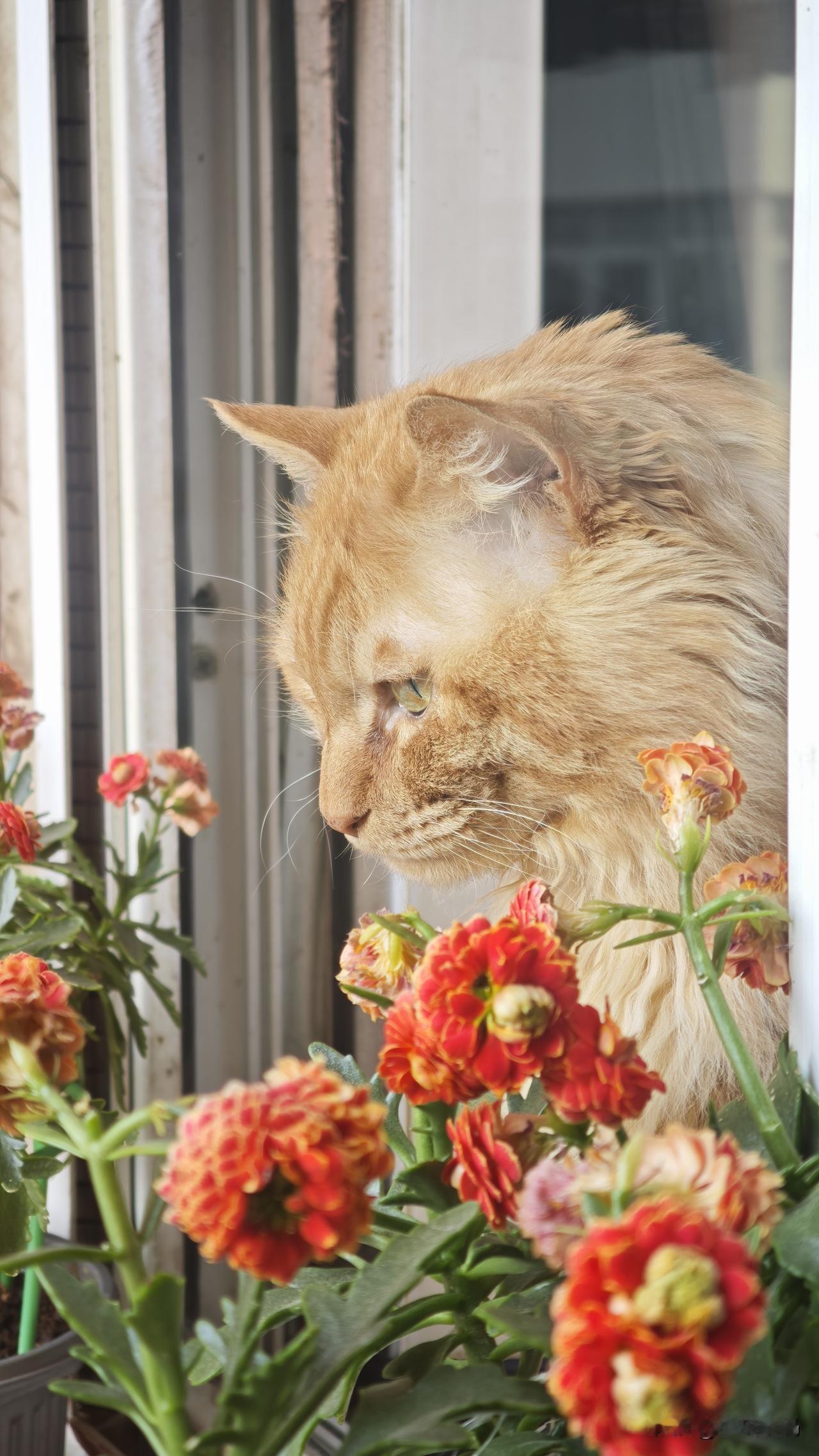 分享一张你家猫咪的可爱照片这是我家的小老虎，如果每天不开窗，它就会坐立不安，走来