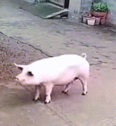 下血本了，想证明自己和那谁同咖 