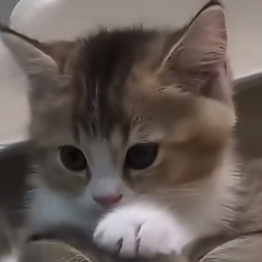 小猫在小猫头上踩奶 咪：阔以！！！！🤓 