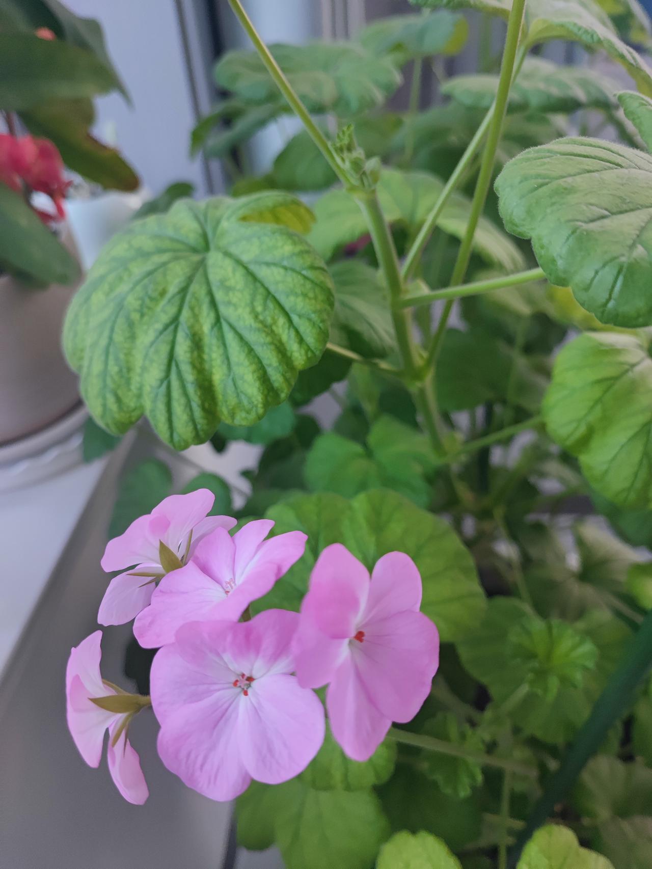 这事能提醒朋友吗？
朋友的儿子当了六年兵，
去年又签上下一期，
朋友的儿子挺会办