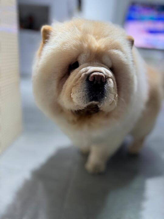 心小胖不胖翻新成功