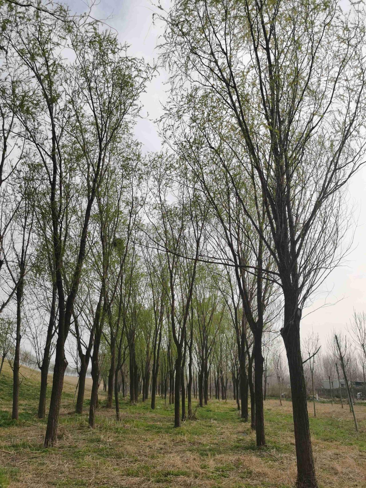 我的今日状态：🏝️旅行度假
我这里的天气：☀️晴天
济南历城区济青高速以北的黄