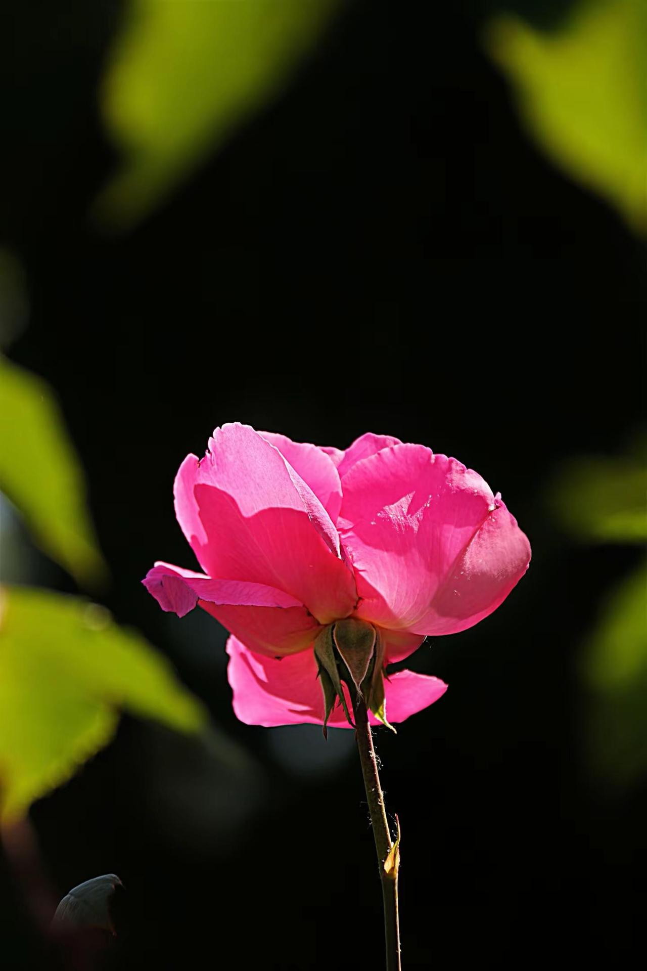 清风吹花开。花卉摄影原创分享 拍花随记