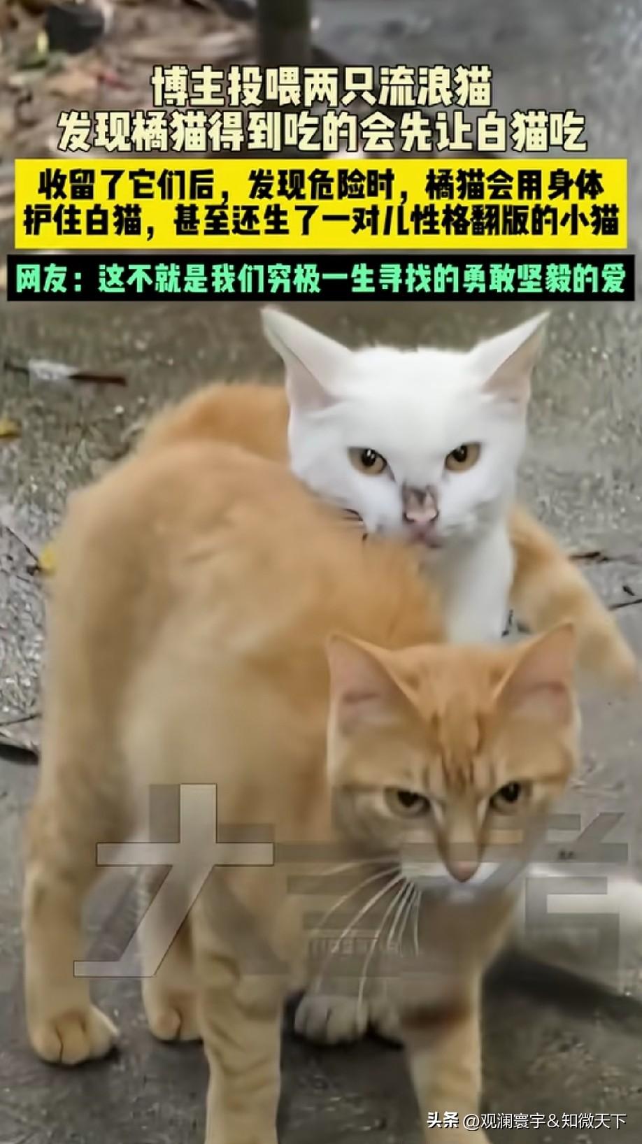 橘猫就像是白猫的专属骑士！让食物又挡危险，连生的小猫都性格互补！