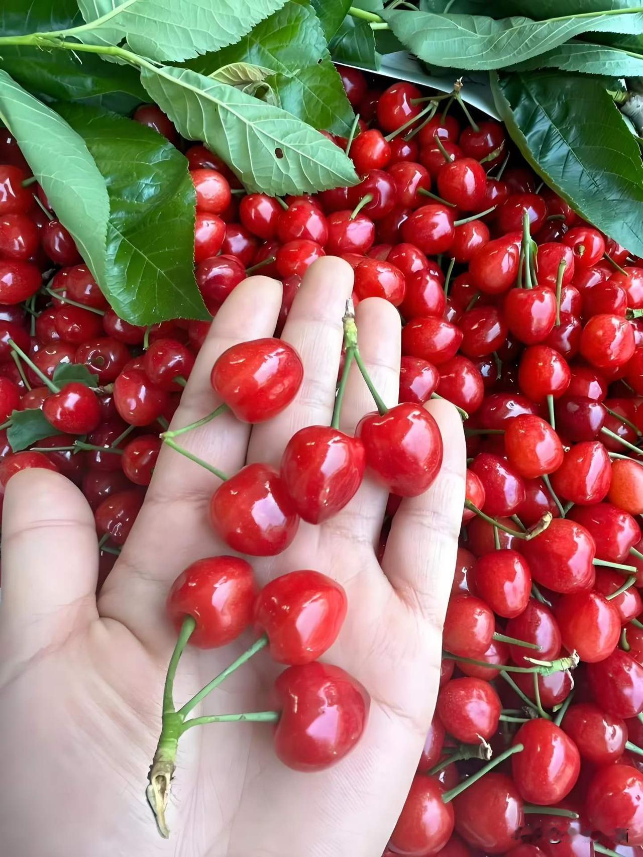 龙泉山的樱桃红了。
树上的樱桃不等人，这一拨红了，下一拨要等明年了。
图文：柳下