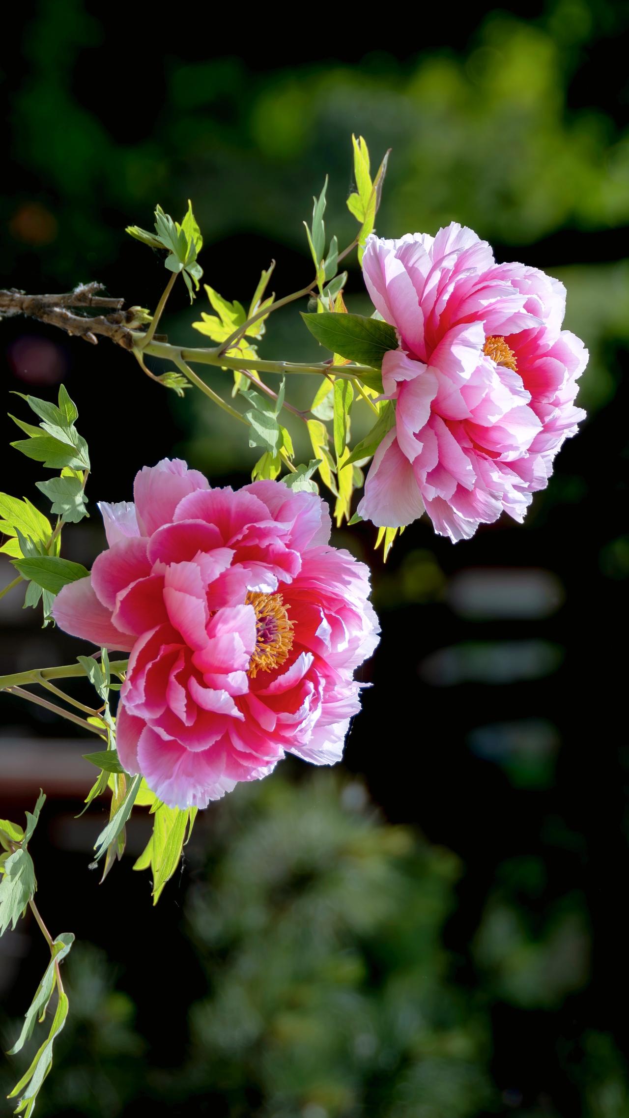 【洛阳牡丹秀】
1、粉牡丹：花瓣层层叠叠，粉艳饱满，花心金黄，枝叶翠绿鲜活。
一