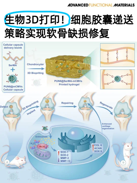 生物3D打印！细胞胶囊递送策略实现软骨修复