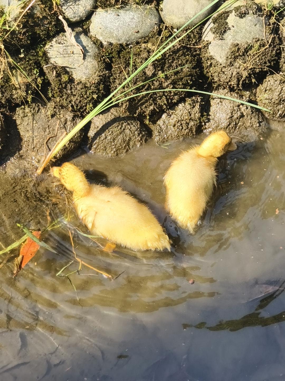 公园里两只小鸭子在浅水区嬉戏，萌化啦！特可爱🦢💦