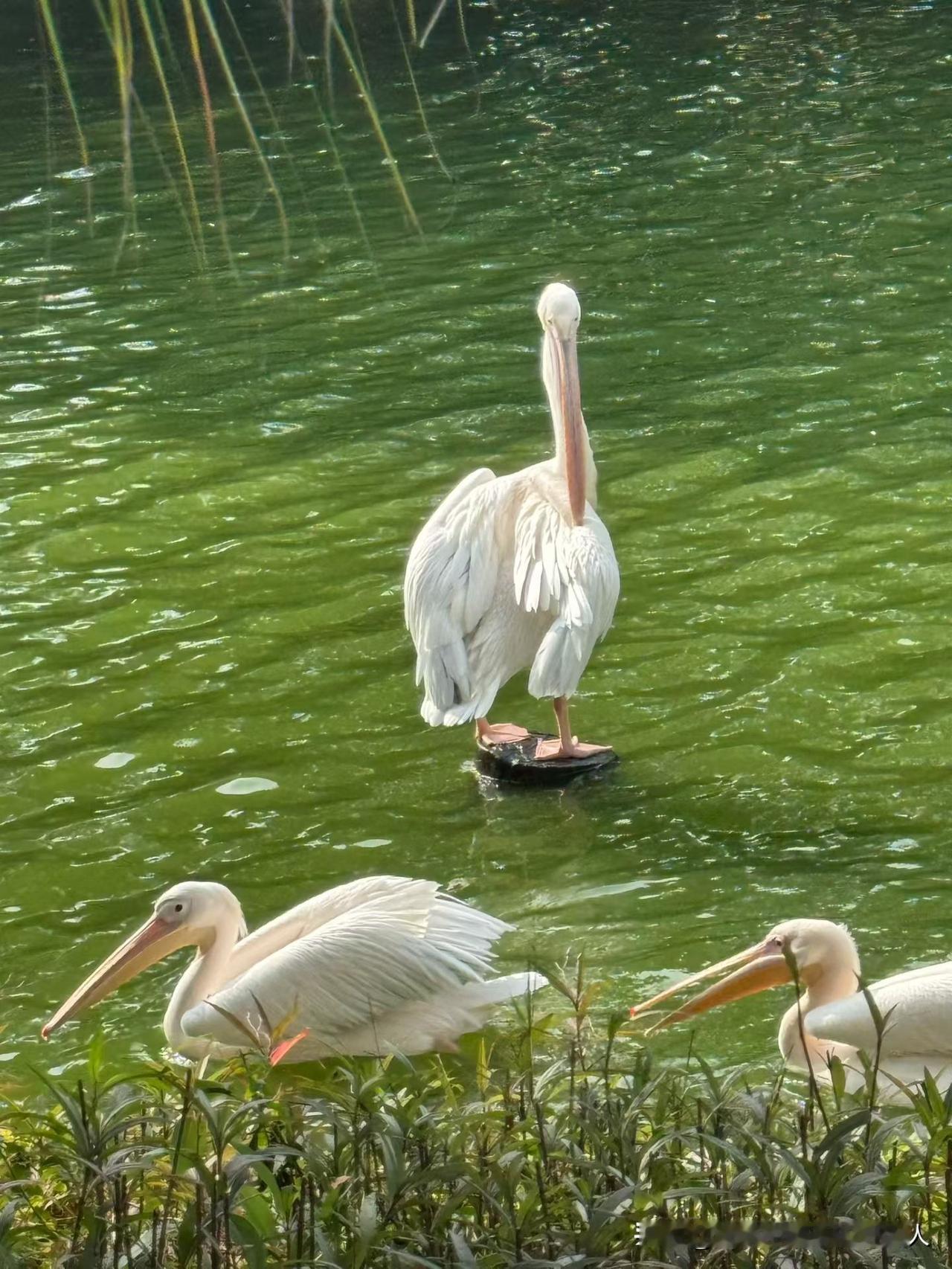 55岁独居姐姐的清醒晚年：我为啥不找老伴了？活太明白了，没必要。首先是真没需