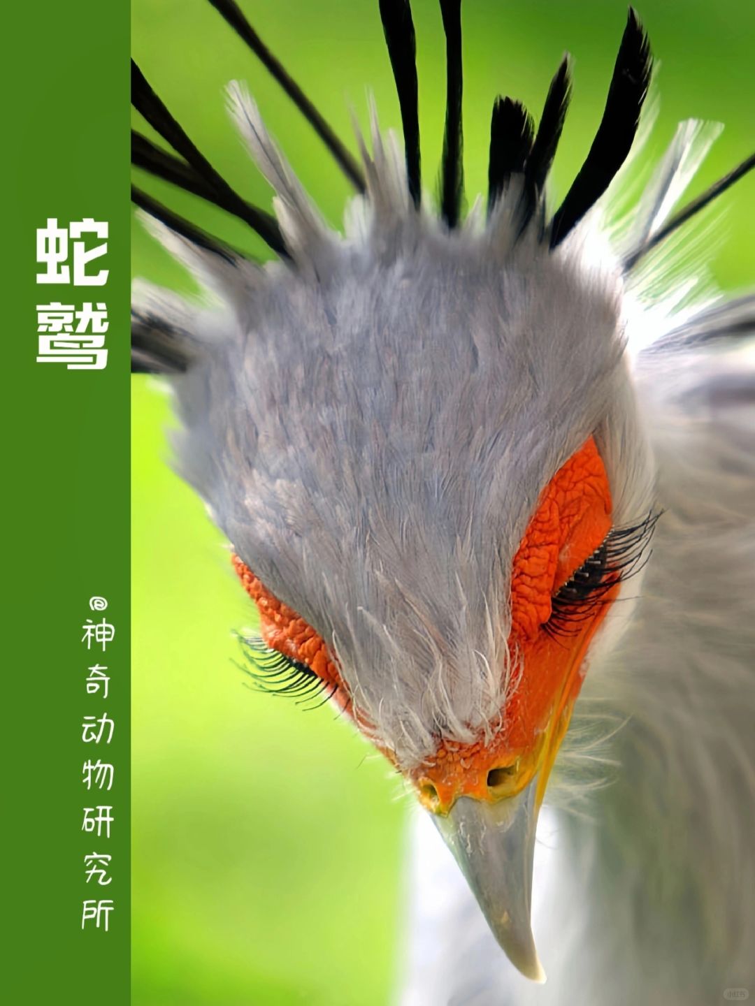 每天了解一种趣味动物👀蛇鹫