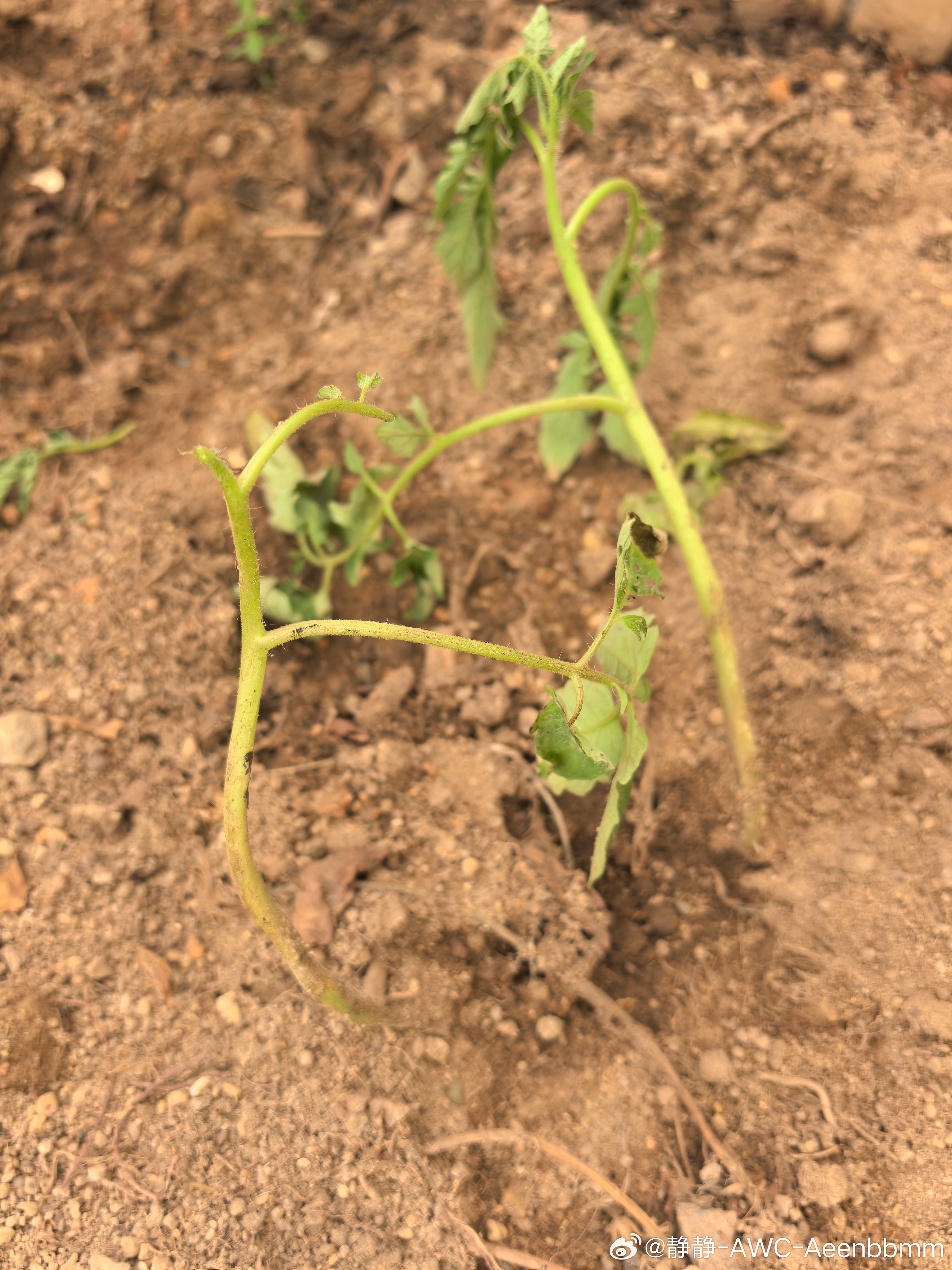 种了几颗番茄苗老妈说出太阳就浇水不出太阳就不用浇